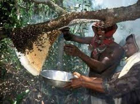 Sundarban honey Best honey in the world
