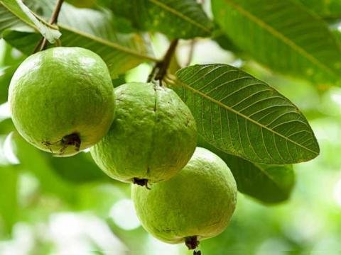Guava leaves Guava leaves herb