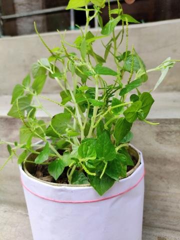 Pansit Pansitan herb