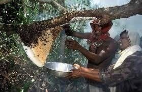 Sundarban honey Best honey in the world
