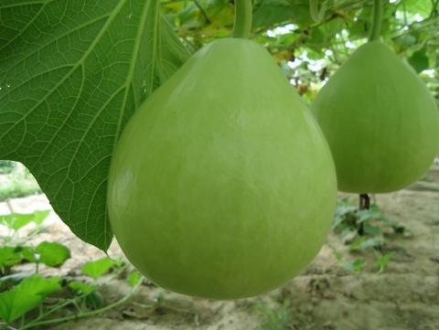 Raw bottle gourd